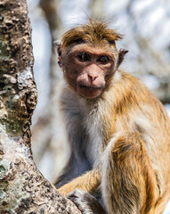 India monkey Ceylon portrait macaque Sri Lanka