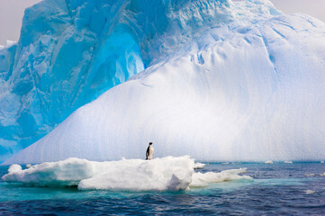 Adelie penguin (Pygoscelis adeliae) standing on an iceberg, Antarctic Sound, Antarctic Peninsula © MC Photos