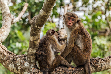 Naklejka na ściany i meble India monkey Ceylon portrait macaque Sri Lanka