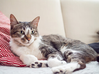 Fototapeta premium ソファの上でくつろぐ猫