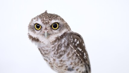 Spotted Little Owl Close-up portrait on white background Focused on the eyes
