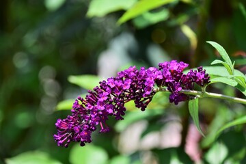purple lilac flowers