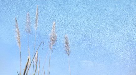 natural view blurred blue sky and grass field in the wind view from windscreen with dewdrops