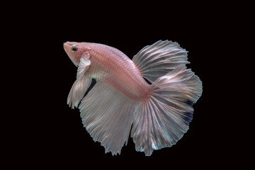 Siamese betta fighting fish in black background