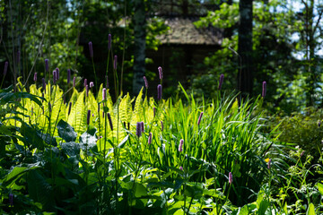 spring flowers in the garden