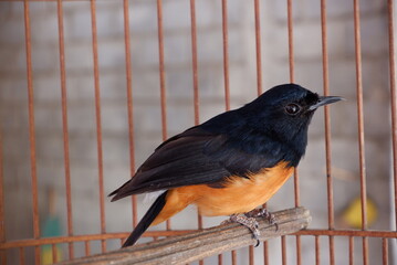Copsychus Malabaricus or Murai Batu bird with black and yellow color with a long tail in a cage as a pet