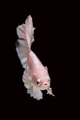 Siamese betta fighting fish in black background