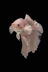 Obraz premium Siamese betta fighting fish in black background