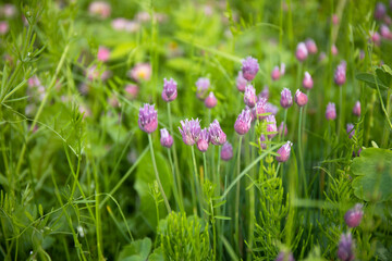 Closeup nature view of green grass and purple flowers of of decorative chives bow