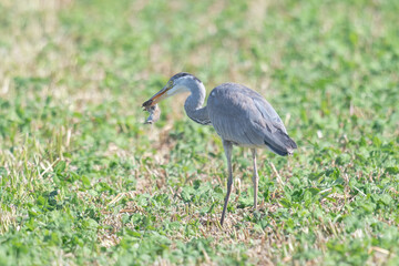 Graureiher (Ardea cinerea)