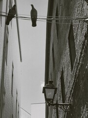 Aves en medio de un pandemia.