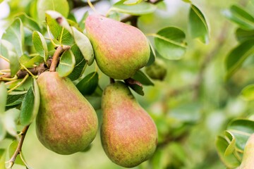William Bon Chretian pears