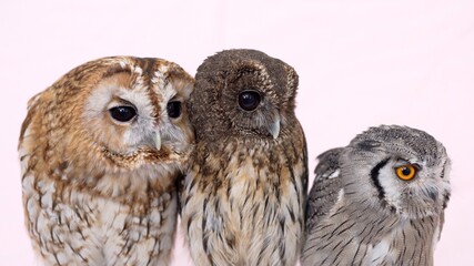 Best Friend's Owl Close-up portrait on pink background Focused on the eyes Mottled Owl Tawny Owl...