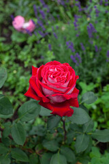 Big single red with white rose flower in summer flower garden