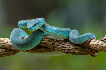 White lipped pit viper on tree branch