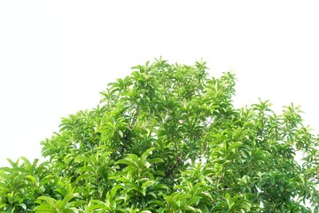 Elephant apple tree with leaves branches on white isolated background for green foliage backdrop and sunlight 