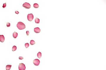 In selective focus a group of sweet pink rose corollas on white isolated background 