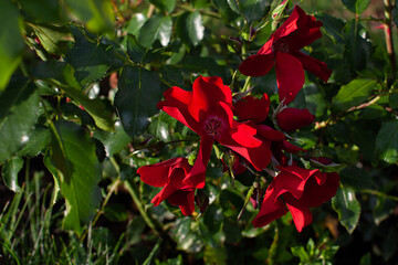 Red rose flowers on a blooming bush in summer shiny day.