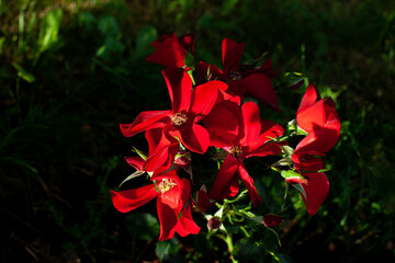 Red rose flowers on a blooming bush in summer sunnu day on dark background