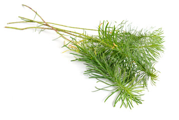 Leaves Euphorbia cyparissias, the cypress spurge. Isolated