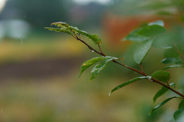 Close-up of wet granny smith apples growing on tree during rainy season