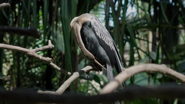 Amerikaanse Slangenhalsvogel or anhinga in habitual habitat in forest