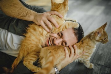 Handsome young man with a beard hugging orange red-headed maine coon cats. guy in white T-shirt holding two kittens in hands. man among cats