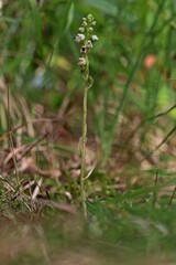 Bl&uuml;hendes Kriechendes Netzblatt (Goodyera repens) mit K&auml;fer