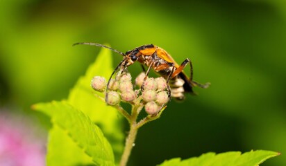 beetle on flower