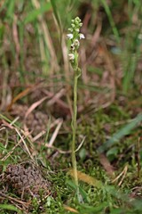 Blühendes Kriechendes Netzblatt (Goodyera repens) mit Käfer