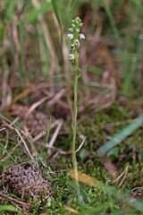 Blühendes Kriechendes Netzblatt (Goodyera repens) mit Käfer