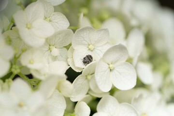Fototapeta na wymiar bee on a white flower