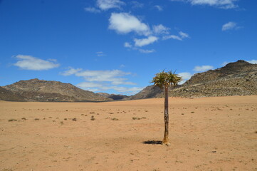 A group of colorful Quiver Trees in the Goegap Nature Reserve in South Africa