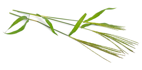 Cynodon dactylon, known as Bermuda grass, Dhoob, durva grass, ethana grass, dubo, dog's tooth grass. Isolated.