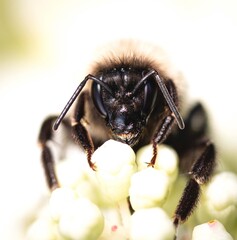 wasp on white background