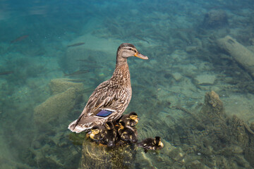 Natur und Artenschutz: Eine junge Entenfamilie mit Entenmutter, die ihre fünf Küken auf dem See beschützt
