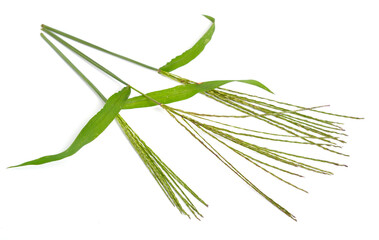 Fototapeta premium Cynodon dactylon, known as Bermuda grass, Dhoob, durva grass, ethana grass, dubo, dog's tooth grass. Isolated.