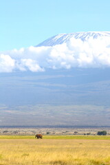 Kilimandjaro and forest, with eternal snow, in Kenya Tanzania, Africa.