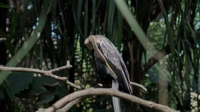 Amerikaanse Slangenhalsvogel or anhinga in habitual habitat in forest