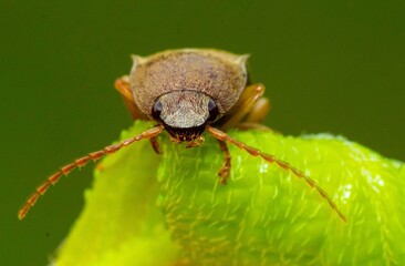bug on a leaf