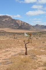 A group of colorful Quiver Trees in the Goegap Nature Reserve in South Africa