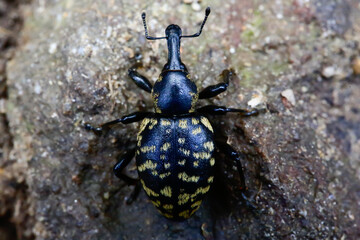 Close up of black beetle with yellow spots. Liparus glabrirostris on rocks.