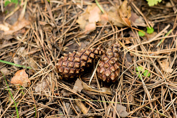 Two pine cones fallen on the ground in the forest.