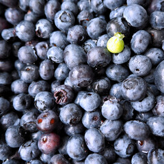 blueberries close-up . a lot of round blueberries are rich in vitamins