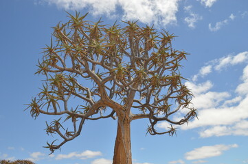 A group of colorful Quiver Trees in the Goegap Nature Reserve in South Africa