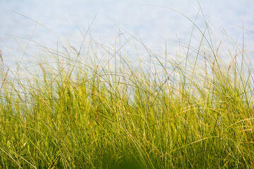 green grass and water