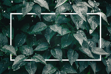 Creative layout. Leaves with paper card