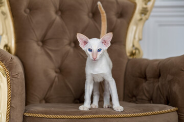 cute white cat on a chair.Beautiful animal.A cat with blue eyes.Beautiful picture