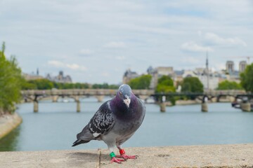 Pigeon in Front of Ile de la Cite