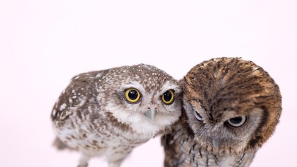 Spotted Little Owl Tropical Screech Owl Close-up portrait on pink background Focused on the eyes
